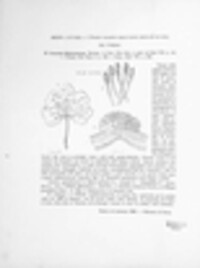 Puccinia malvacearum image
